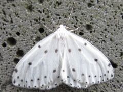 Naxa seriaria