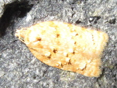 Acleris affinatana