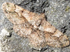 Satoblephara parvularia