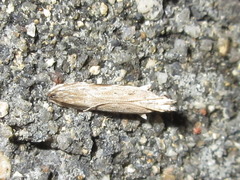 Hypatima excellentella