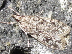 Eudonia puellaris