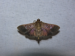 Microthyris