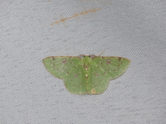 Lissochlora
