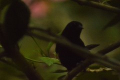 Icterus pyrrhopterus