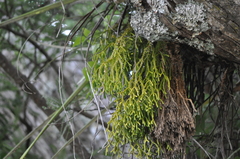 Phlegmariurus billardierei