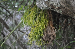 Phlegmariurus billardierei