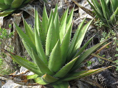 Agave angustiarum