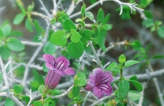 Ruellia californica peninsularis