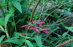 Salvia peninsularis
