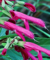Salvia peninsularis