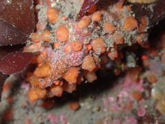 Metandrocarpa taylori