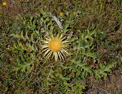 Carlina acanthifolia