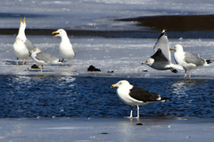 Larus marinus