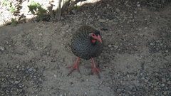 Pternistis afer castaneiventer