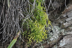 Phlegmariurus billardierei