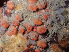 Metandrocarpa taylori