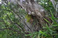 Phlegmariurus billardierei