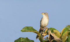 Emberizoides herbicola