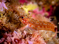 Crocodilichthys gracilis