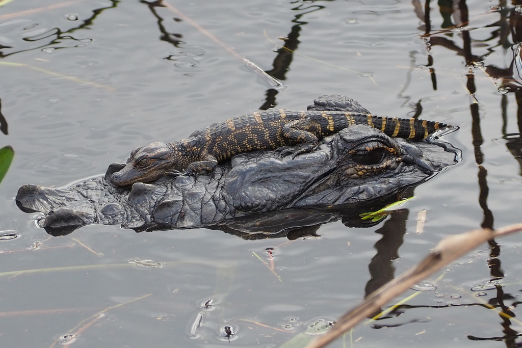 American Alligator (Alligator mississippiensis)