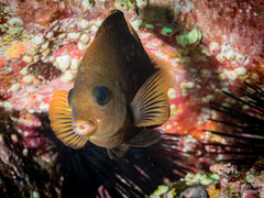 Stegastes rectifraenum