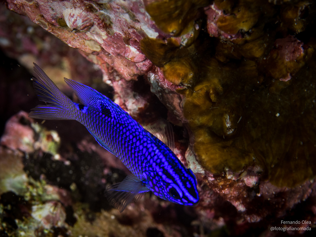 Photo of Acapulco damselfish (Stegastes acapulcoensis)