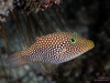 Spotted Sharpnose Puffer - Photo (c) Fernando Olea, some rights reserved (CC BY-NC), uploaded by Fernando Olea
