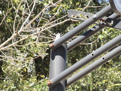 Baeolophus bicolor × atricristatus