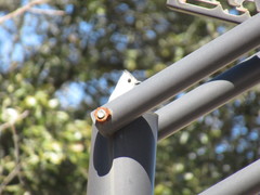 Baeolophus bicolor × atricristatus