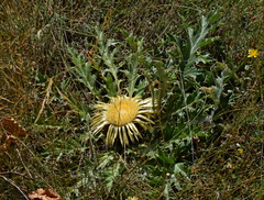 Carlina acanthifolia