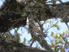 Baeolophus bicolor × atricristatus