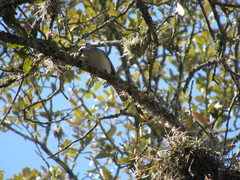 Baeolophus bicolor × atricristatus