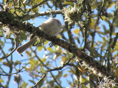 Baeolophus bicolor × atricristatus