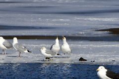 Larus argentatus