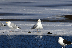 Larus argentatus