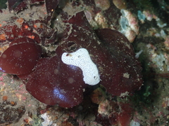 Didemnum carnulentum