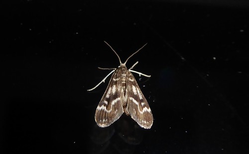 Pond moth photo 4
