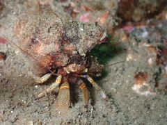 Pagurus beringanus