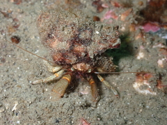 Pagurus beringanus