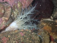 Eupentacta quinquesemita