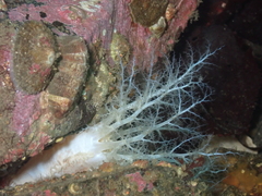 Eupentacta quinquesemita