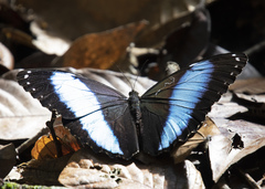 Morpho deidamia