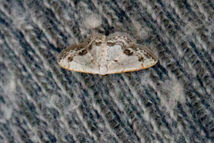 Scopula lautaria