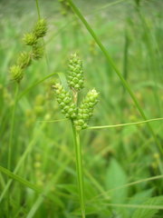 Carex caroliniana