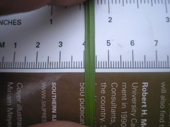 Carex caroliniana
