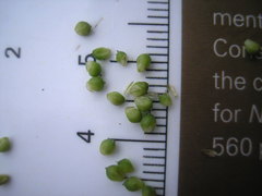 Carex caroliniana
