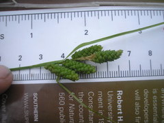 Carex caroliniana