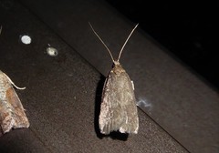 Phaeosaces apocrypta