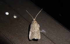 Phaeosaces apocrypta