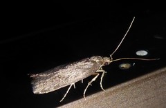 Phaeosaces apocrypta